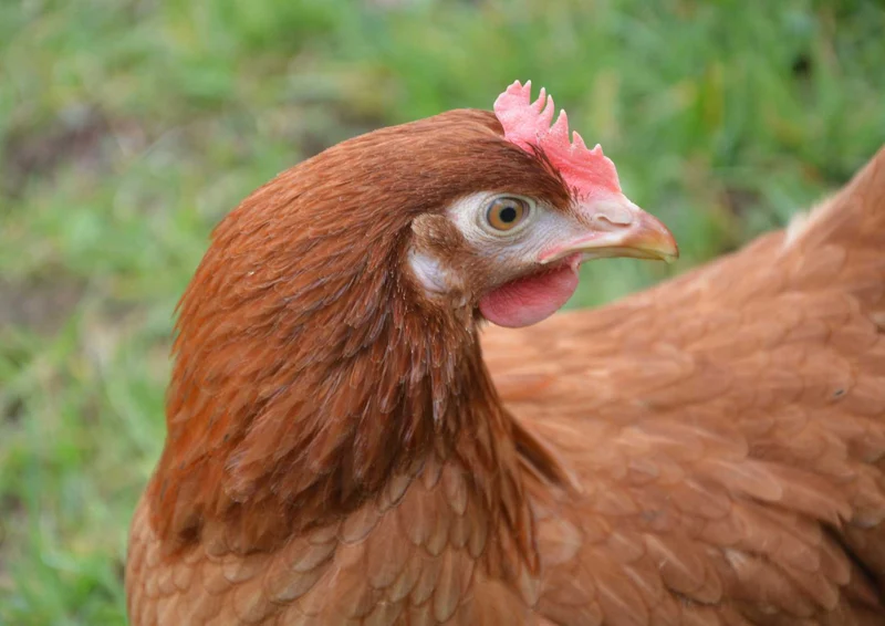 91312 Tierwelt - Huhn Puzzle