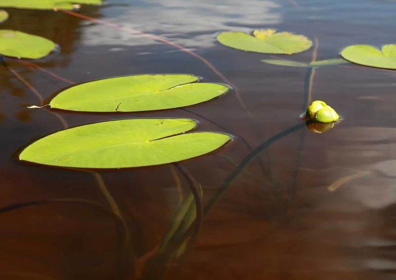 91643 Natur - See Puzzle