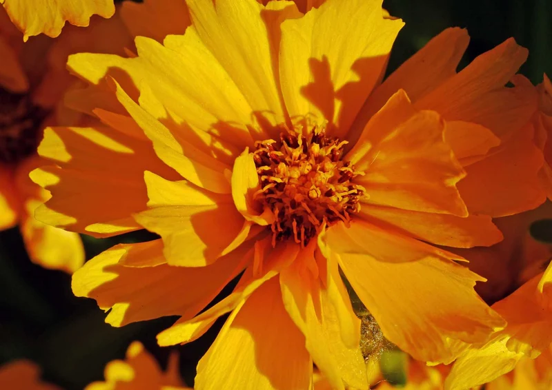 91666 Natur - Sommerblume Puzzle