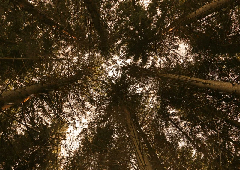 91687 Natur - Wald Puzzle