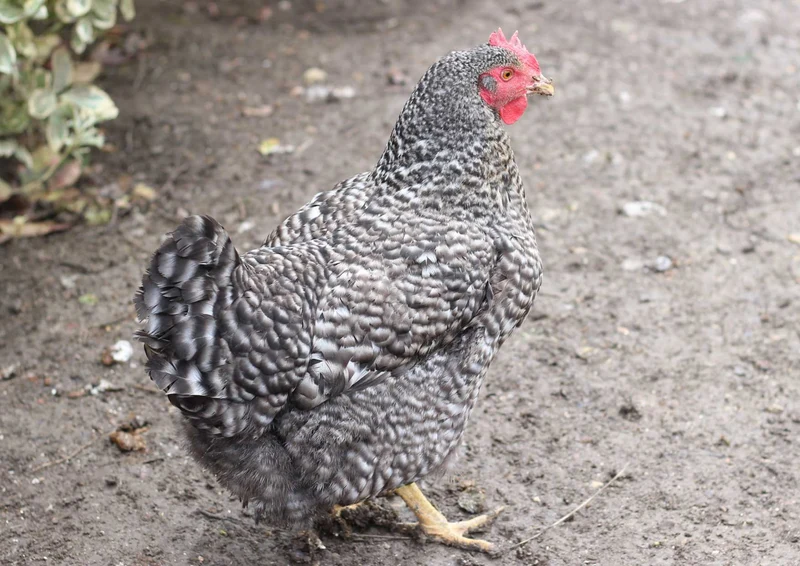 91701 Tierwelt - Huhn Puzzle