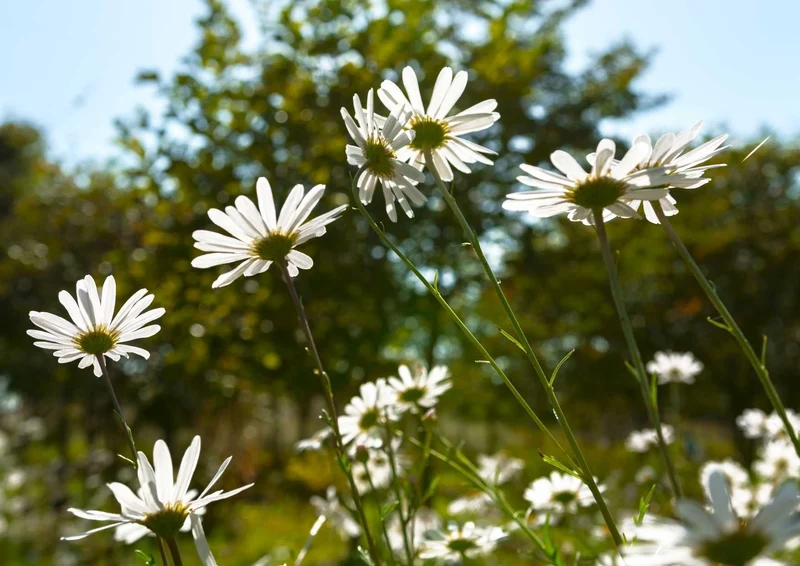 91731 Natur - Gänseblümchen Puzzle