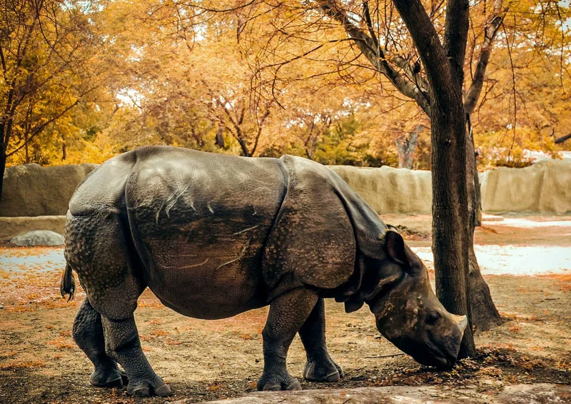 91850 Tierwelt - Nashorn Puzzle