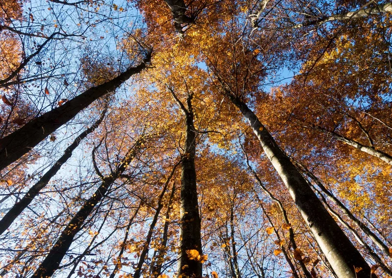 91886 Natur - Wald Puzzle