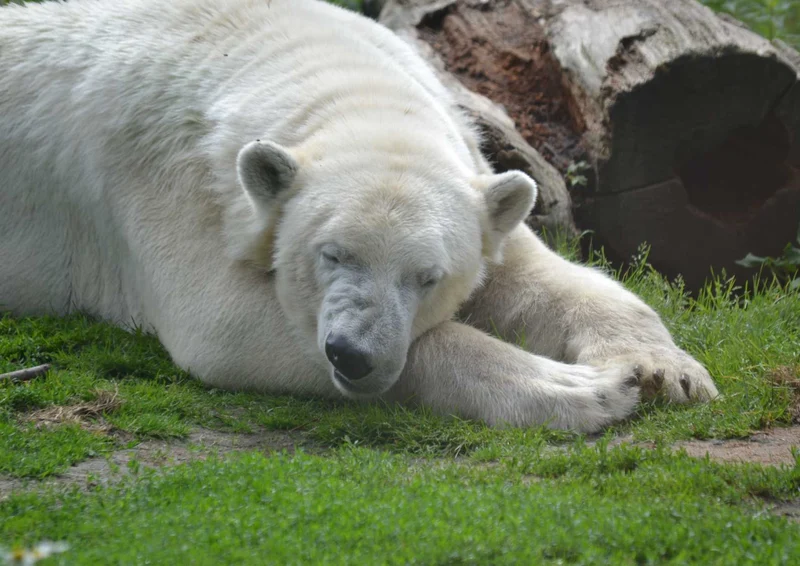 93613 Tierwelt - Eisbär Puzzle