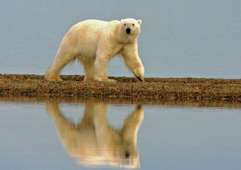 93009 Tierwelt - Eisbär Puzzle