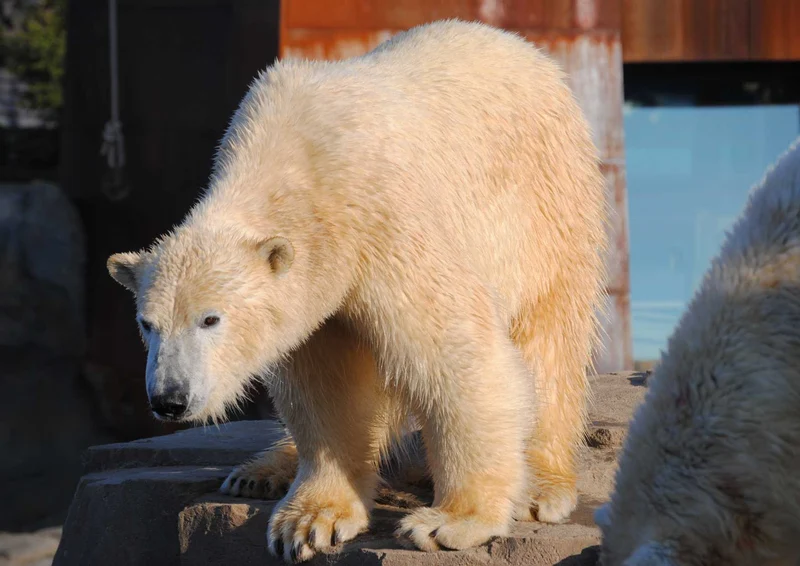 93224 Tierwelt - Eisbär Puzzle