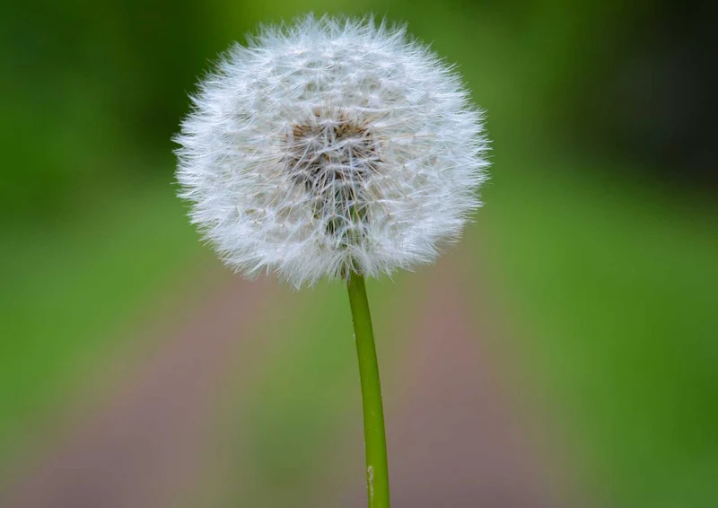 92105 Natur - Pusteblume Puzzle