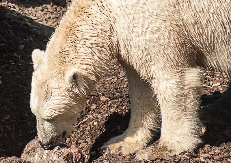 93655 Tierwelt - Eisbär Puzzle