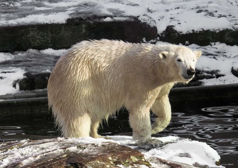 93658 Tierwelt - Eisbär Puzzle