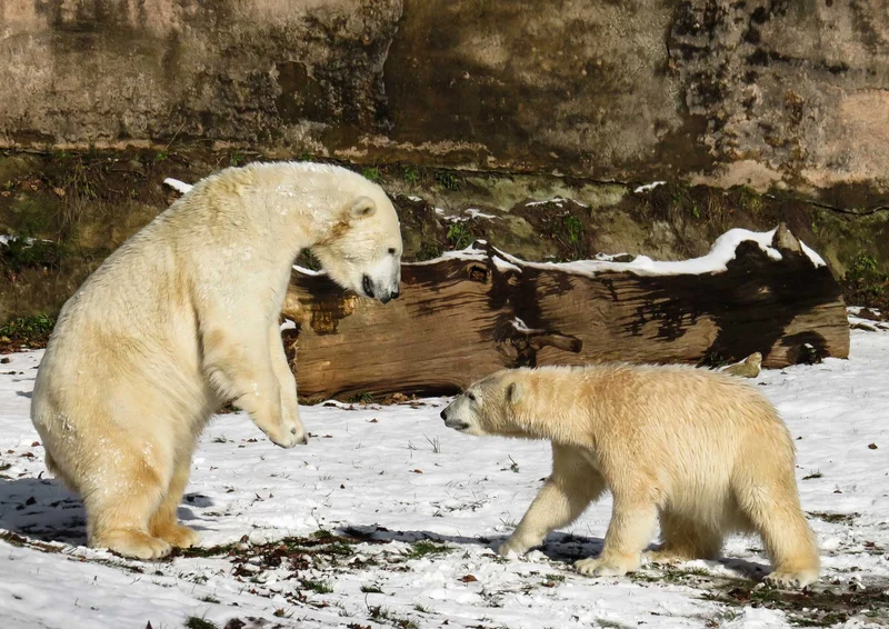 93662 Tierwelt - Eisbären Puzzle