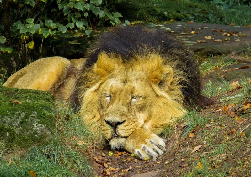 92241 Tierwelt - Löwe Puzzle