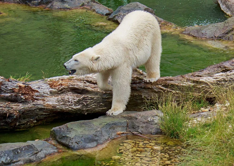 93231 Tierwelt - Eisbär Puzzle