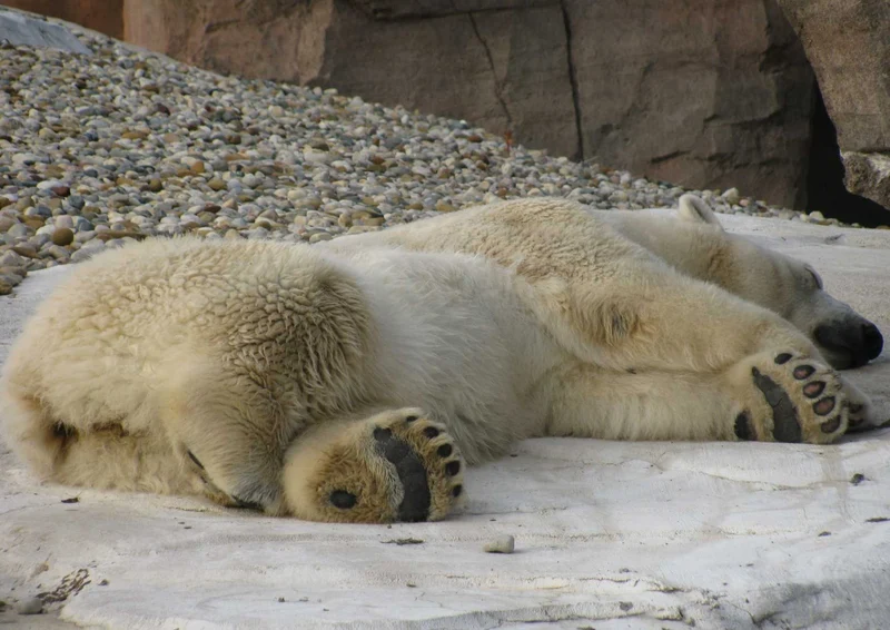93320 Tierwelt - Eisbär Puzzle