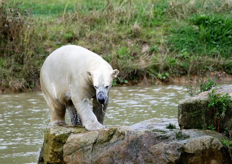 93325 Tierwelt - Eisbär Puzzle
