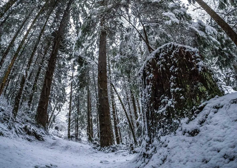 91590 Natur - Winterwald Puzzle