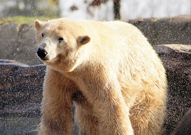 93706 Tierwelt - Eisbär Puzzle