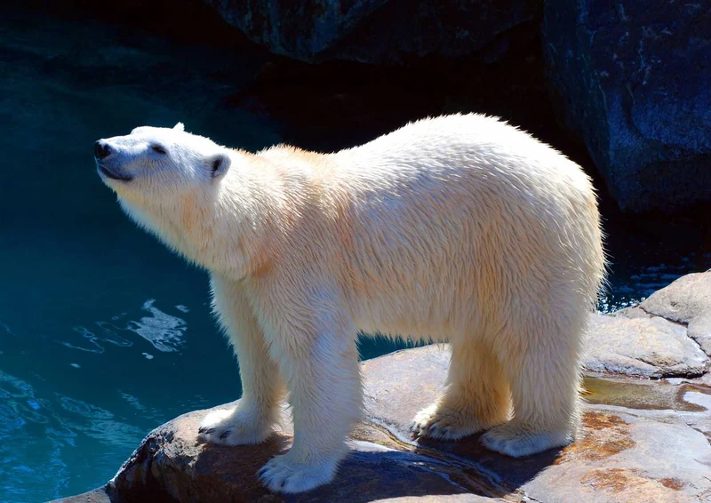 93709 Tierwelt - Eisbär Puzzle