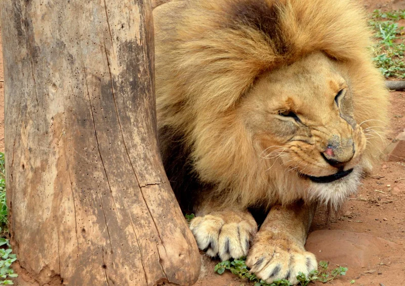 93823 Tierwelt - Löwe Puzzle