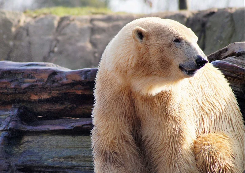 93829 Tierwelt - Eisbär Puzzle
