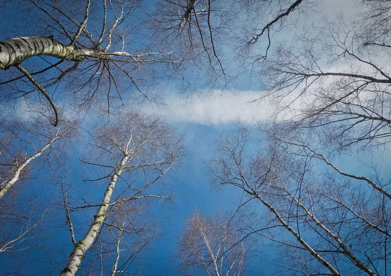 93832 Natur - Bäume Puzzle