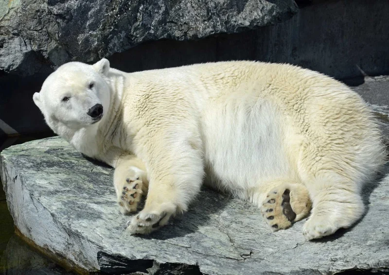 93839 Tierwelt - Eisbär Puzzle