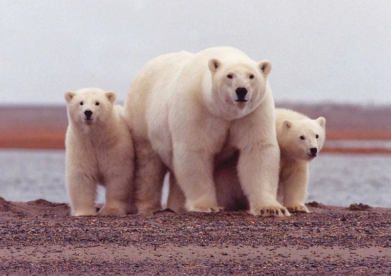 93857 Tierwelt - Eisbärenfamilie Puzzle