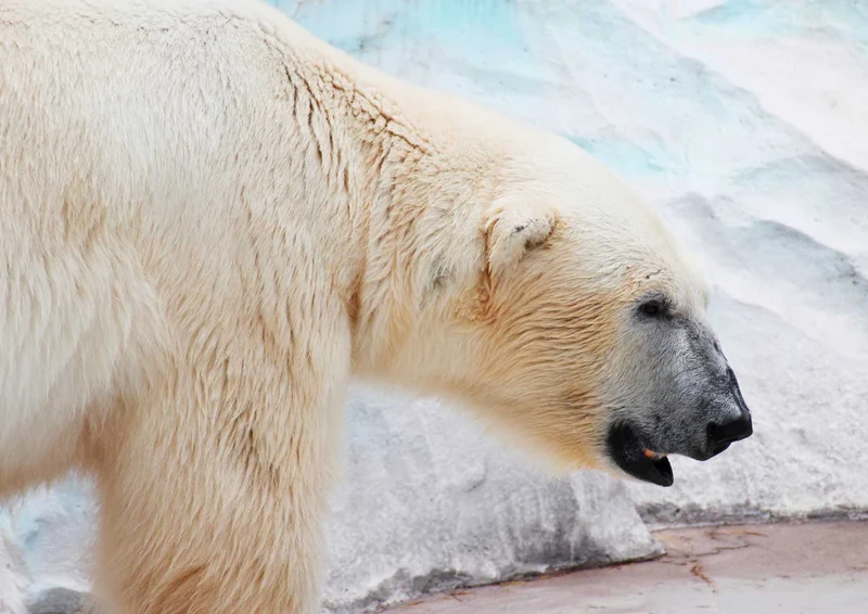 93859 Tierwelt - Eisbär Puzzle