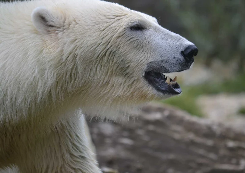 93727 Tierwelt - Eisbär Puzzle