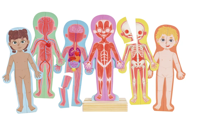 Human Body Magnetic Puzzle