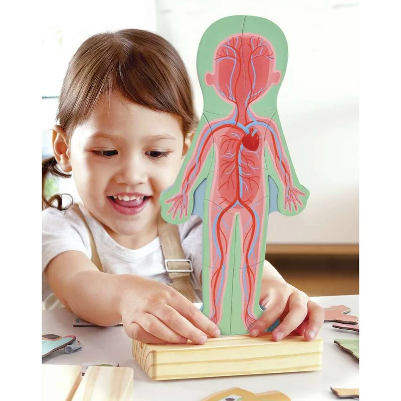 Human Body Magnetic Puzzle
