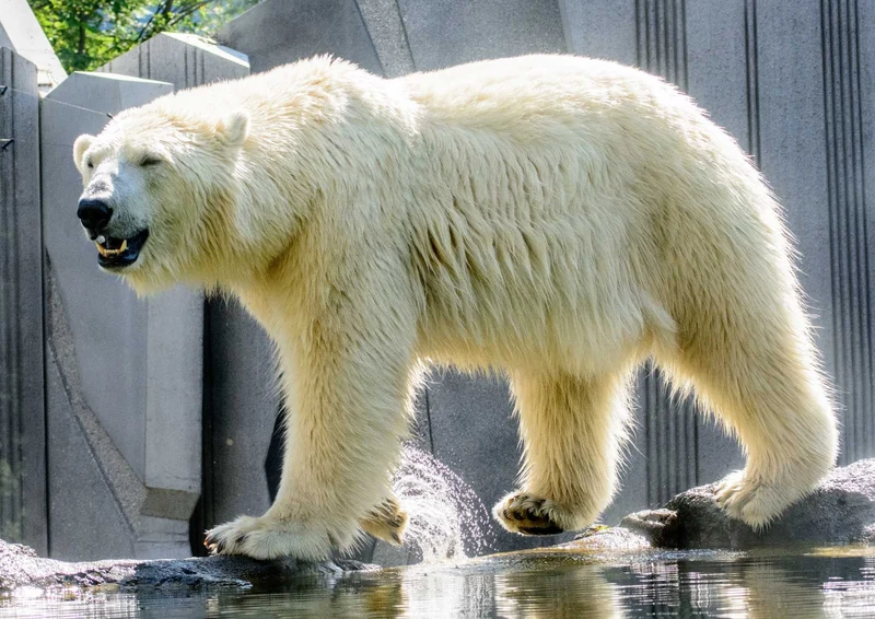 93760 Tierwelt - Eisbär Puzzle