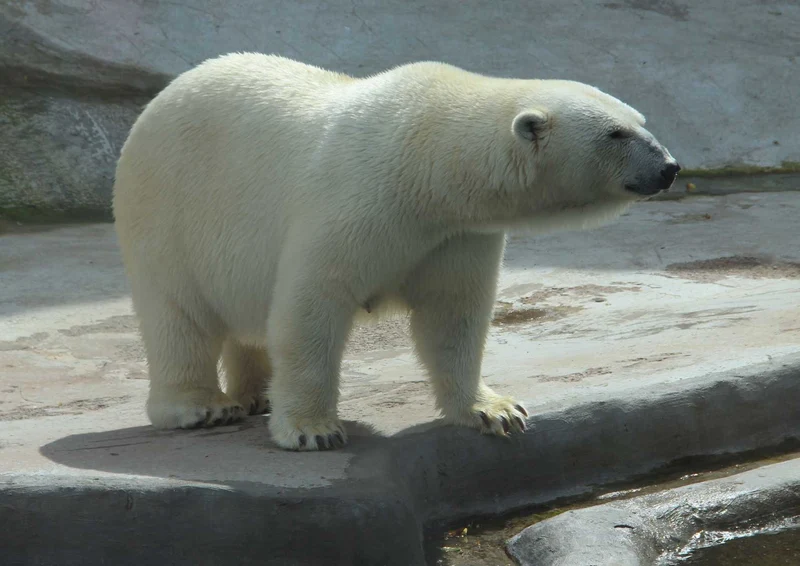 93873 Tierwelt - Eisbär Puzzle