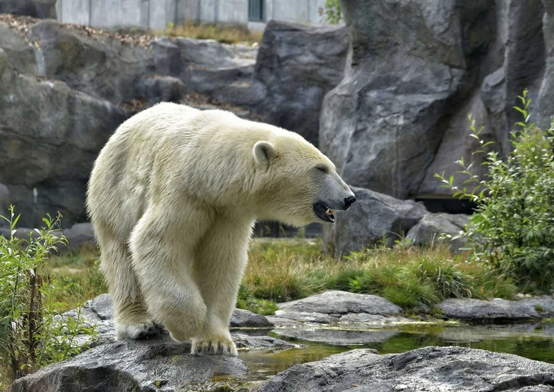 93898 Tierwelt - Eisbär Puzzle