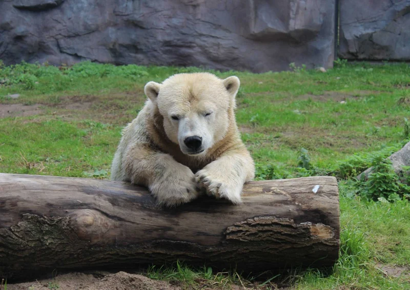 93899 Tierwelt - Eisbär Puzzle