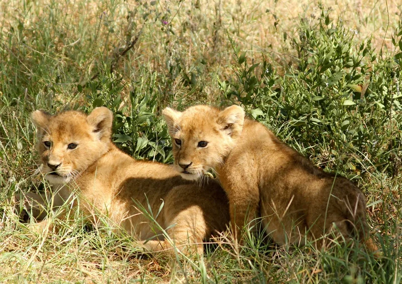 92398 Tierwelt - Löwenbabys Puzzle