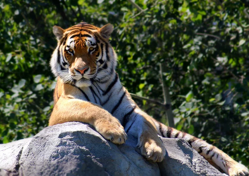 93506 Tierwelt - Tiger Puzzle