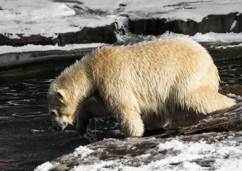 93533 Tierwelt - Eisbär Puzzle