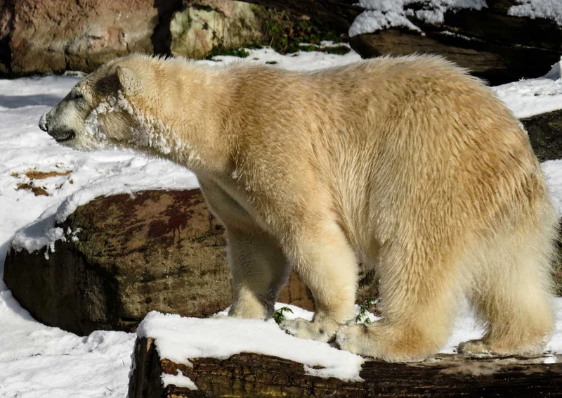 93540 Tierwelt - Eisbär Puzzle