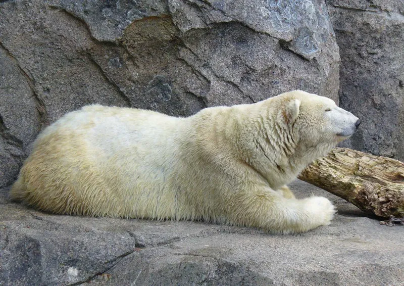 93541 Tierwelt - Eisbär Puzzle