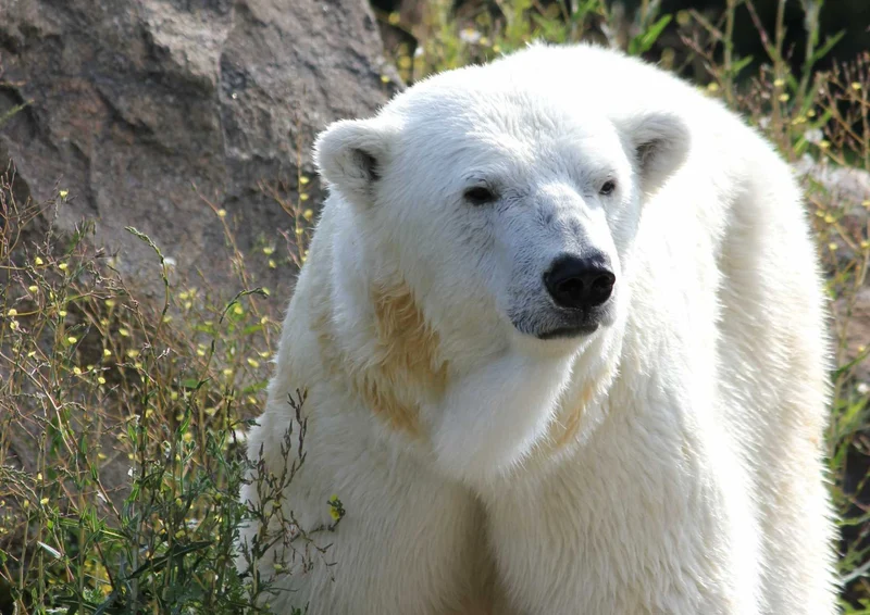93792 Tierwelt - Eisbär Puzzle