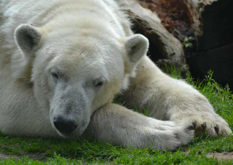 93799 Tierwelt - Eisbär Puzzle