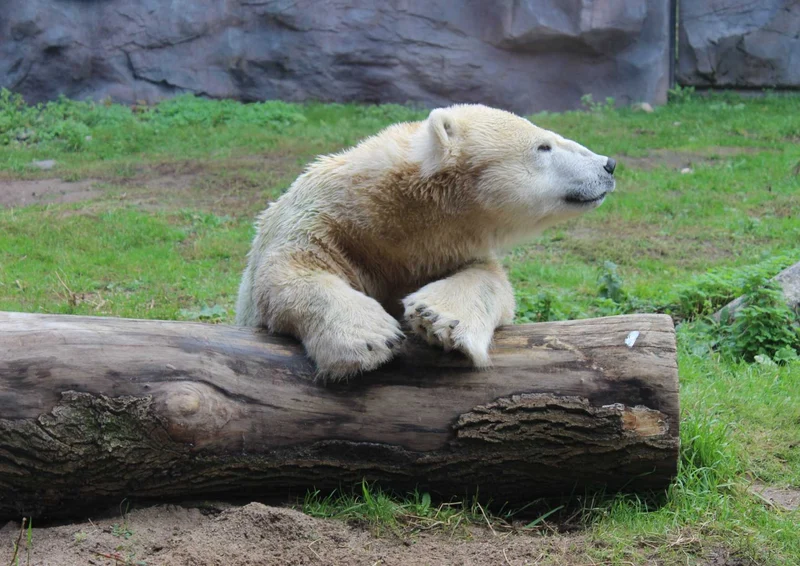 93802 Tierwelt - Eisbär Puzzle