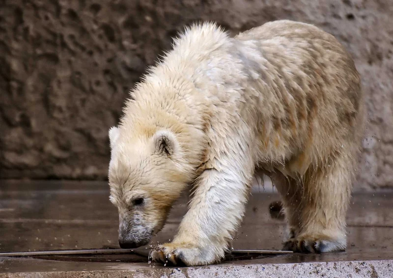 93907 Tierwelt - Eisbärbaby Puzzle