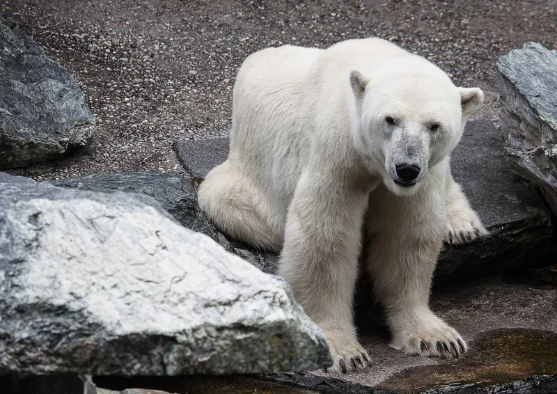 93922 Tierwelt - Eisbär Puzzle