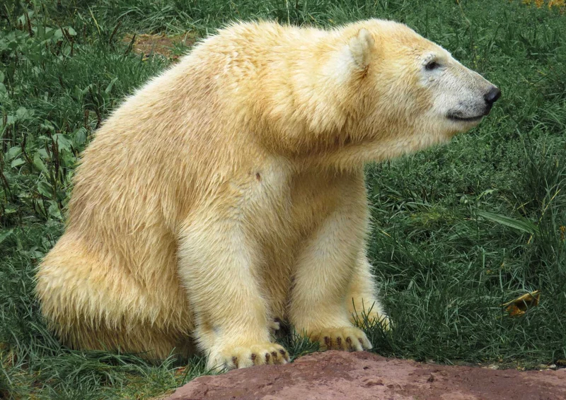 93987 Tierwelt - Eisbär Puzzle