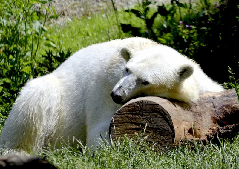 93991 Tierwelt - Eisbär Puzzle