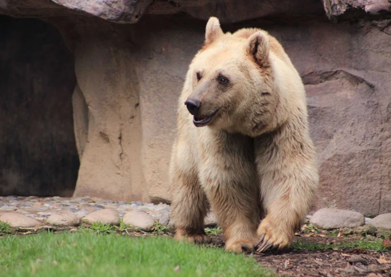94089 Tierwelt - Bär Puzzle