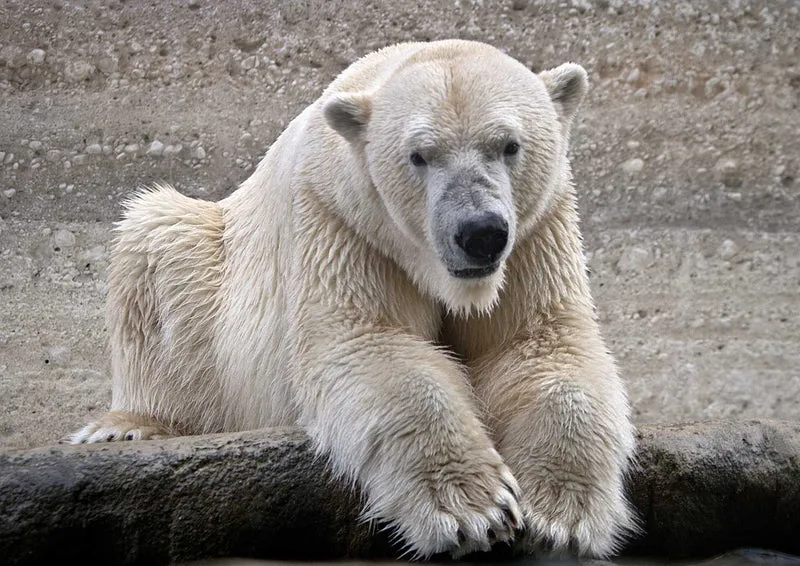 94007 Tierwelt - Eisbär Puzzle