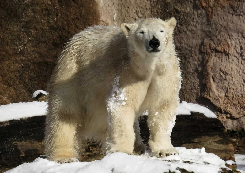 93570 Tierwelt - Eisbär Puzzle